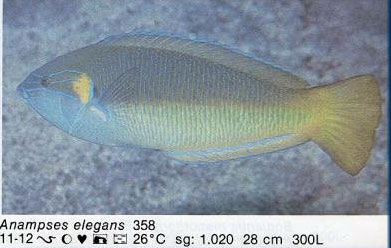 Anampses elegans